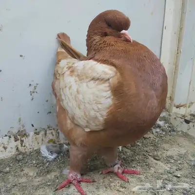 انثى مودينا ماشاء الله 2