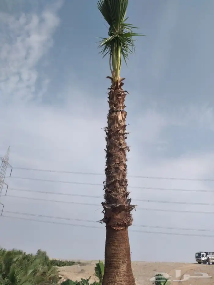 توريد وزراعة النخيل بجميع مقاساته 2