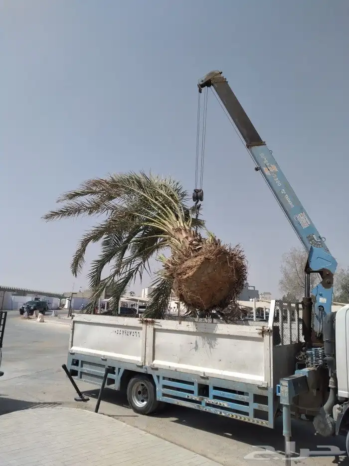 توريد وزراعة النخيل بجميع مقاساته 5