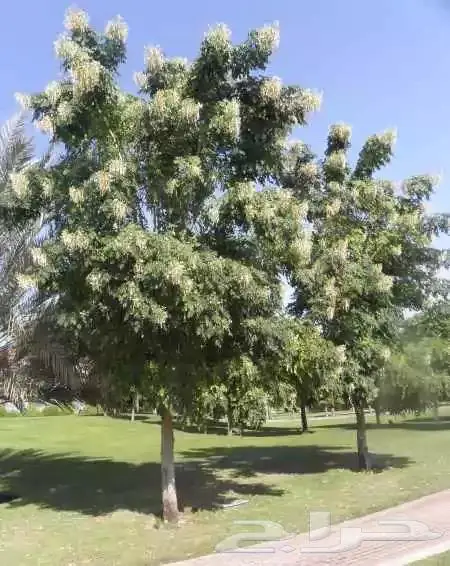 شتلات الملنجتونيا 2