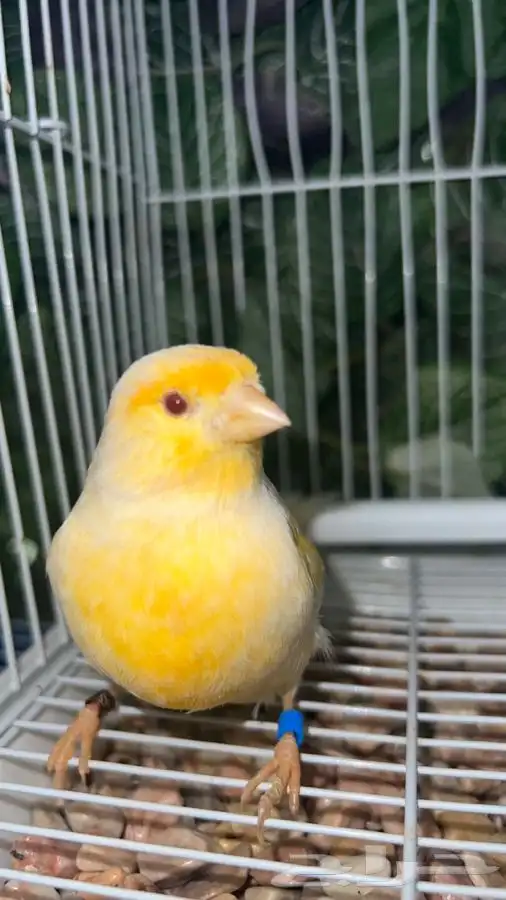 انثى كناري 5