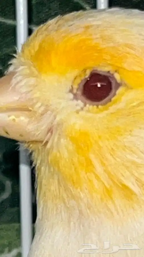 انثى كناري 3