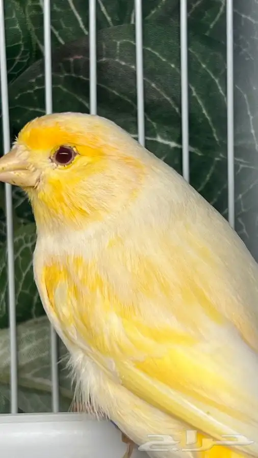 انثى كناري 1