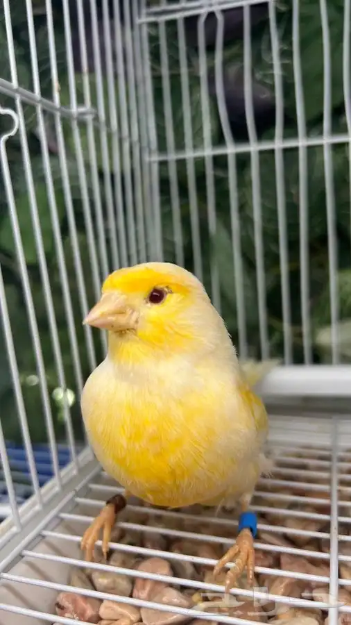 انثى كناري 4