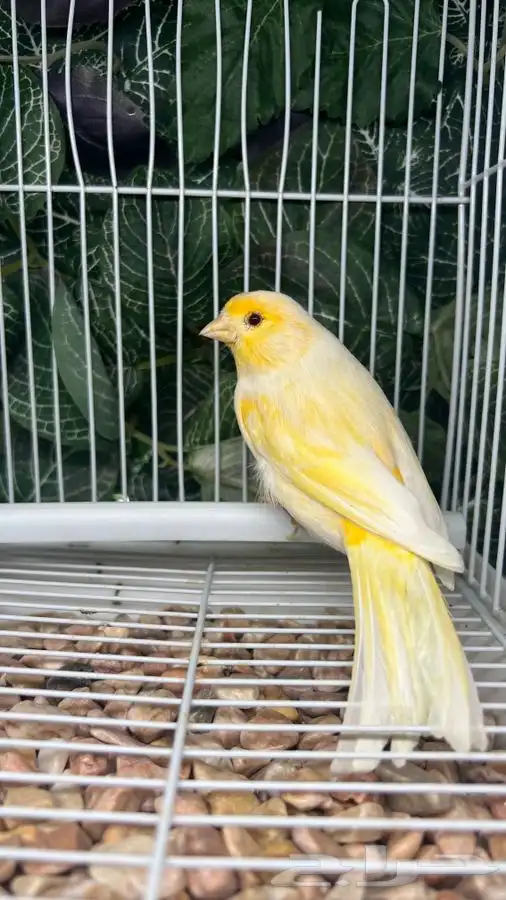 انثى كناري 0