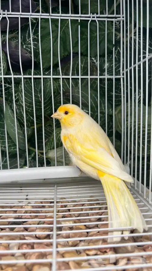 انثى كناري 2