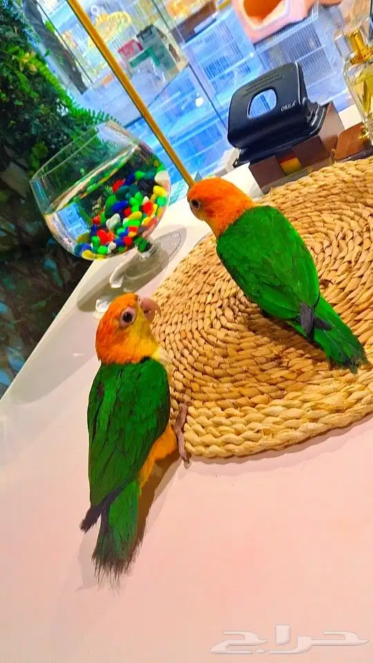 فروخ كايك وايت بلي (((3800 ريال ))) تم البيع 0