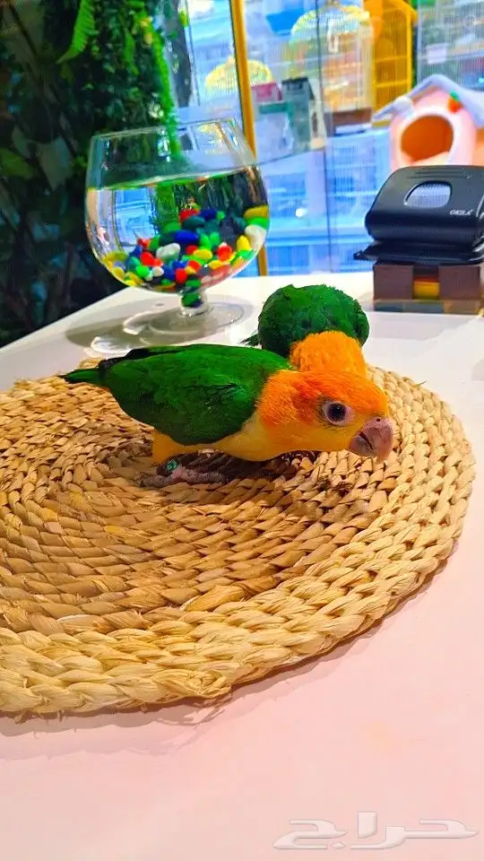 فروخ كايك وايت بلي (((3800 ريال ))) تم البيع 2