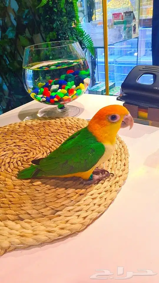 فروخ كايك وايت بلي (((3800 ريال ))) تم البيع 13