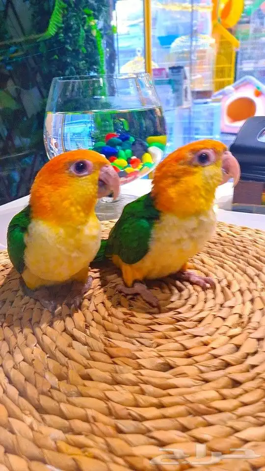 فروخ كايك وايت بلي (((3800 ريال ))) تم البيع 18