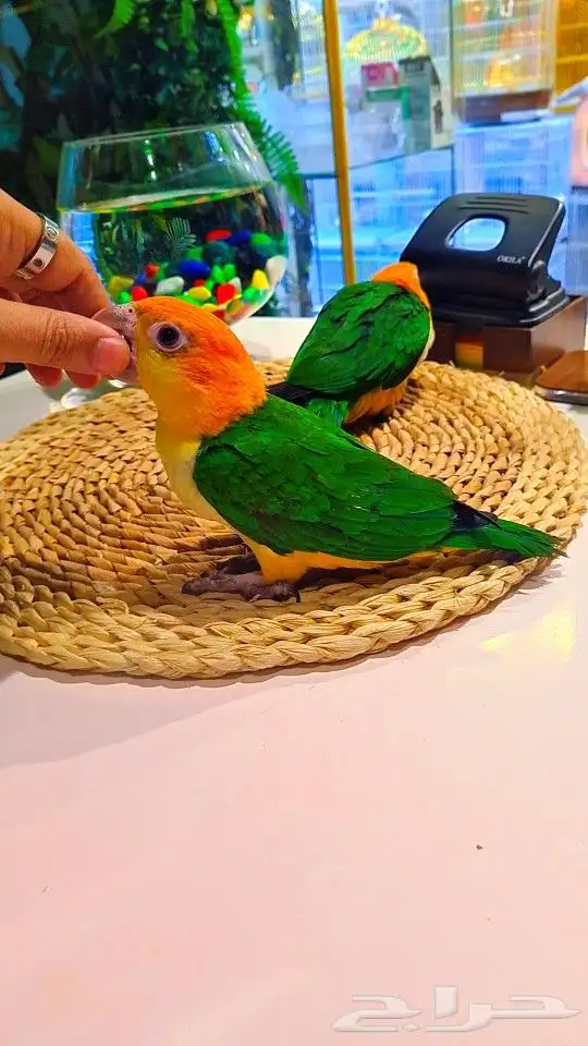 فروخ كايك وايت بلي (((3800 ريال ))) تم البيع 33