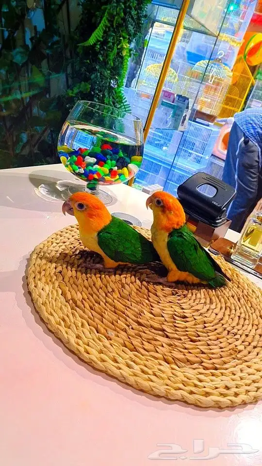 فروخ كايك وايت بلي (((3800 ريال ))) تم البيع 24