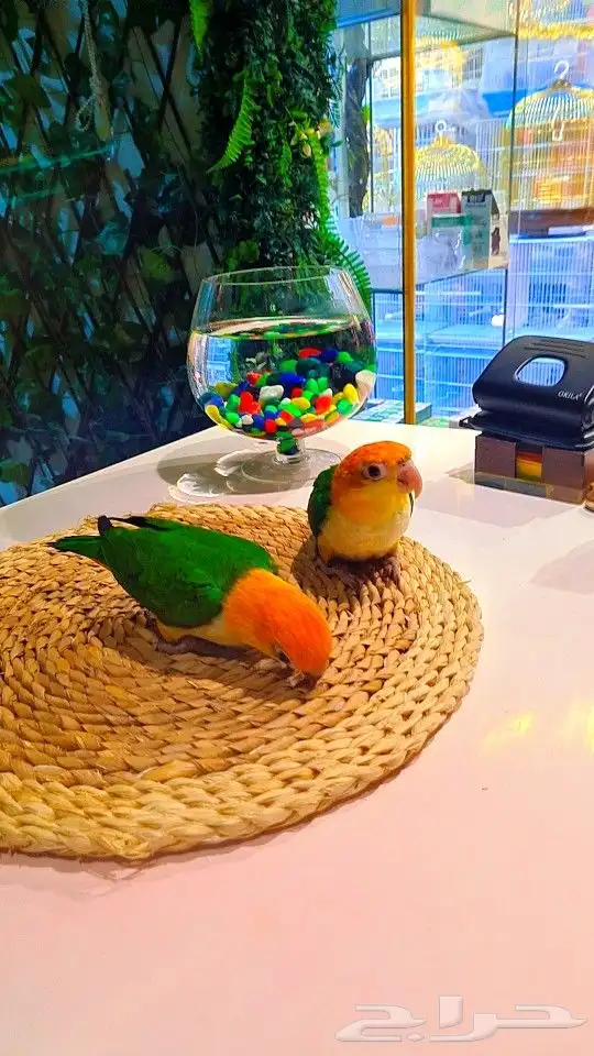 فروخ كايك وايت بلي (((3800 ريال ))) تم البيع 1