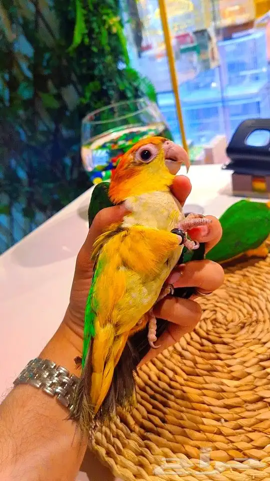 فروخ كايك وايت بلي (((3800 ريال ))) تم البيع 8