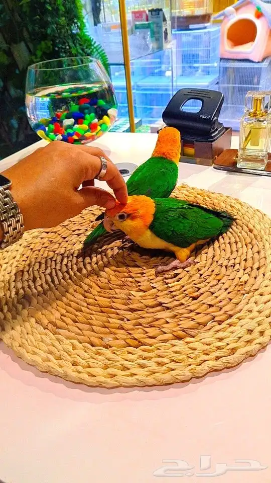 فروخ كايك وايت بلي (((3800 ريال ))) تم البيع 35