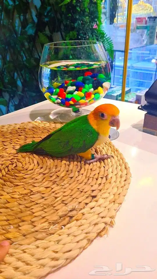 فروخ كايك وايت بلي (((3800 ريال ))) تم البيع 21