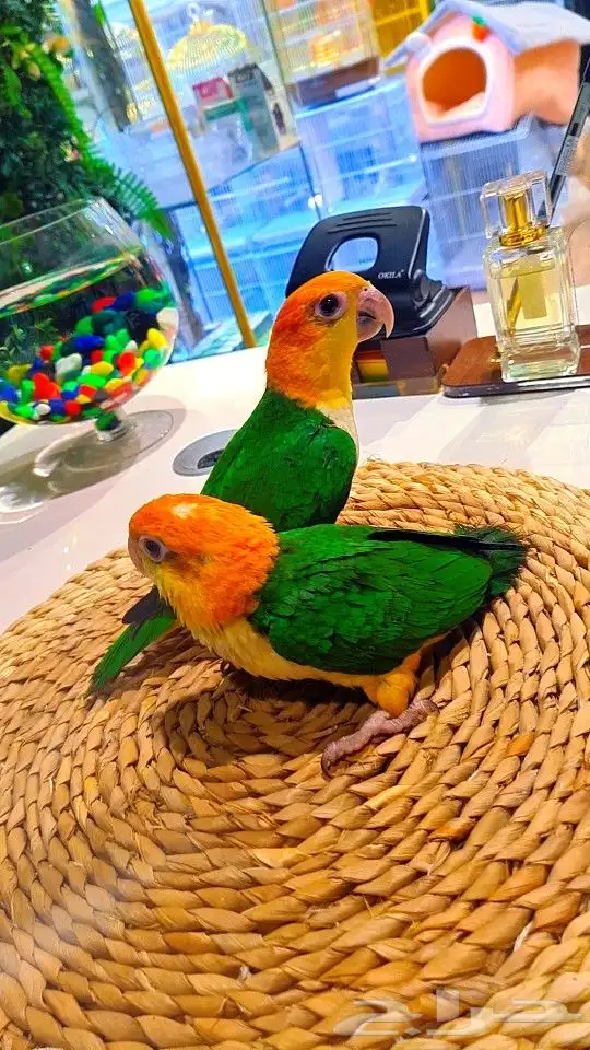 فروخ كايك وايت بلي (((3800 ريال ))) تم البيع 26