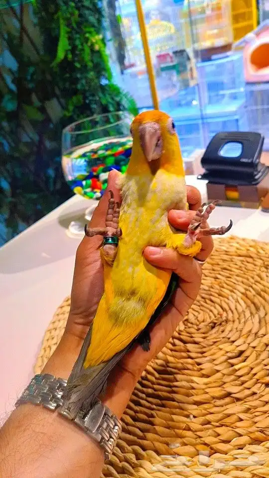 فروخ كايك وايت بلي (((3800 ريال ))) تم البيع 7