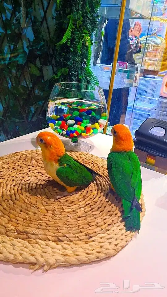 فروخ كايك وايت بلي (((3800 ريال ))) تم البيع 14