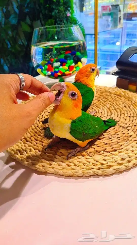 فروخ كايك وايت بلي (((3800 ريال ))) تم البيع 32