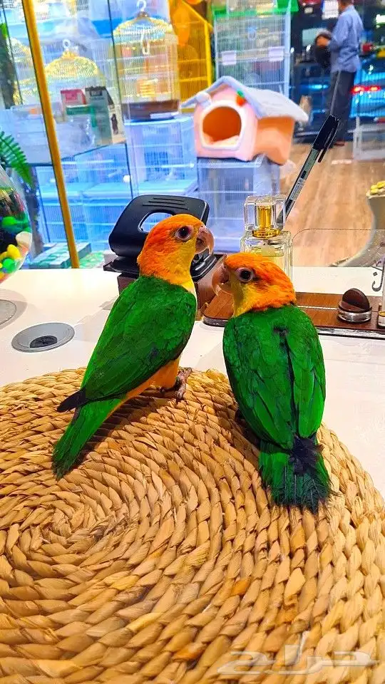 فروخ كايك وايت بلي (((3800 ريال ))) تم البيع 9