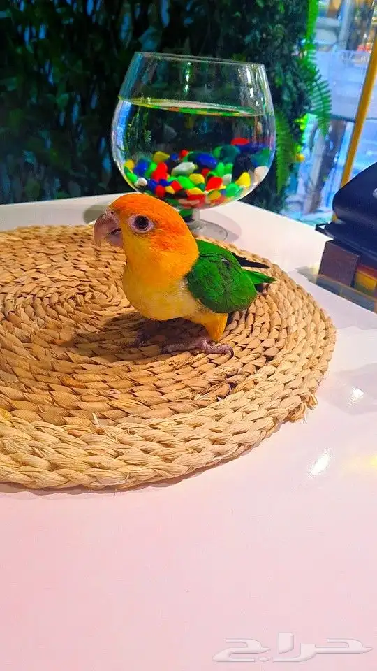 فروخ كايك وايت بلي (((3800 ريال ))) تم البيع 19