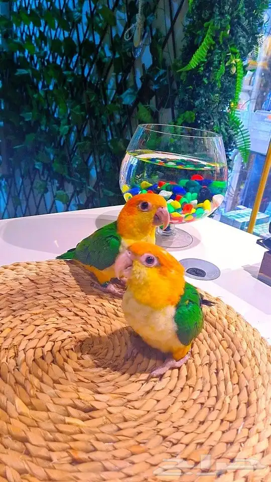 فروخ كايك وايت بلي (((3800 ريال ))) تم البيع 38