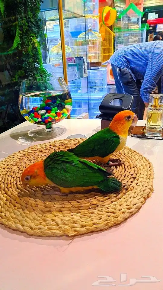 فروخ كايك وايت بلي (((3800 ريال ))) تم البيع 23