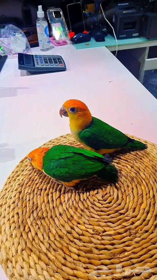 فروخ كايك وايت بلي (((3800 ريال ))) تم البيع 5