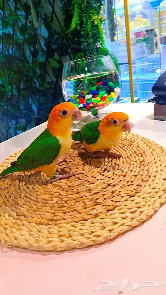 فروخ كايك وايت بلي (((3800 ريال ))) تم البيع 3