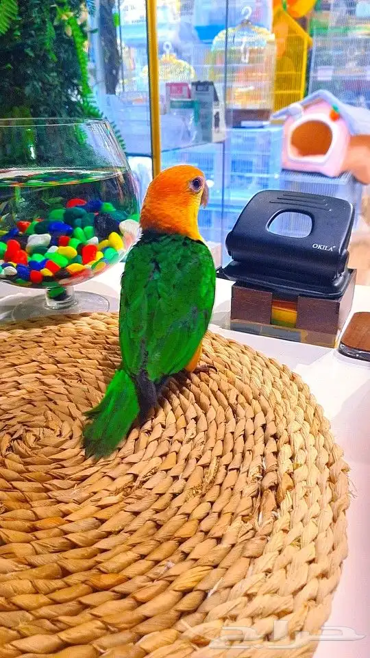 فروخ كايك وايت بلي (((3800 ريال ))) تم البيع 10