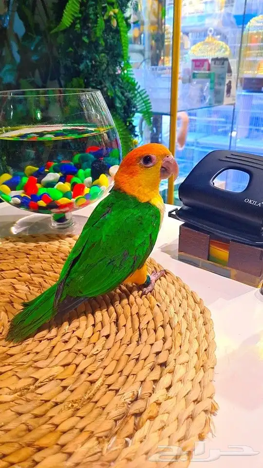 فروخ كايك وايت بلي (((3800 ريال ))) تم البيع 31