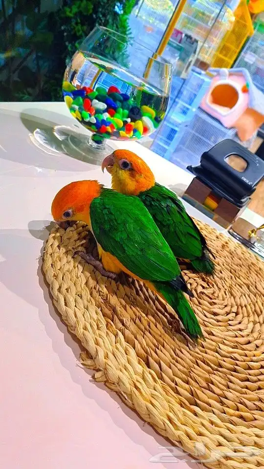 فروخ كايك وايت بلي (((3800 ريال ))) تم البيع 22