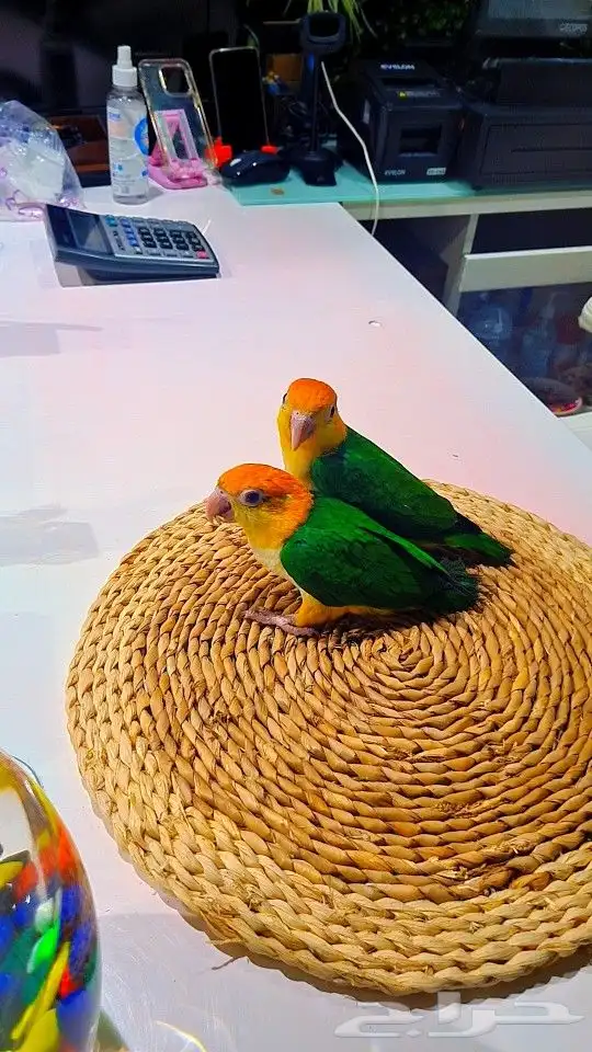 فروخ كايك وايت بلي (((3800 ريال ))) تم البيع 4