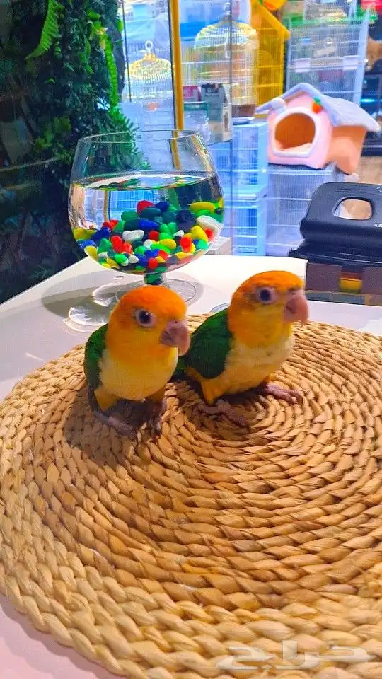 فروخ كايك وايت بلي (((3800 ريال ))) تم البيع 17