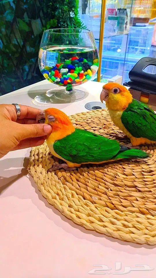 فروخ كايك وايت بلي (((3800 ريال ))) تم البيع 6