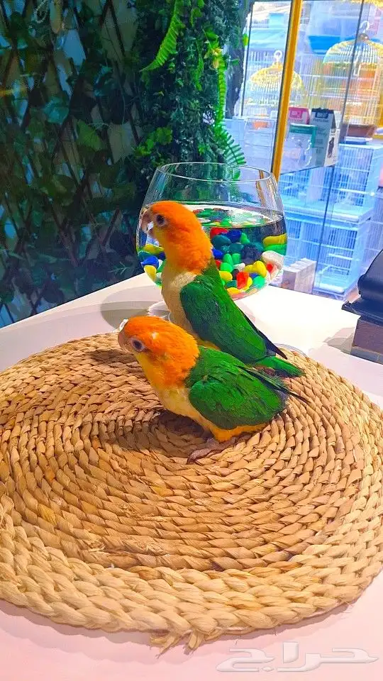 فروخ كايك وايت بلي (((3800 ريال ))) تم البيع 28