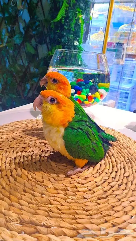 فروخ كايك وايت بلي (((3800 ريال ))) تم البيع 16