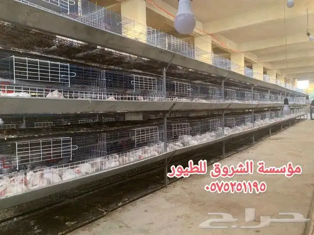 بطاريات دجاج لاحم 3