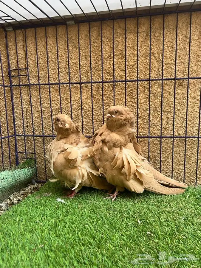 تم البيع جوز كشكش 5