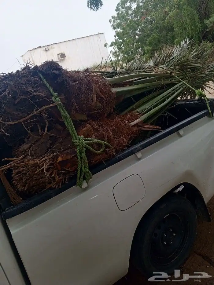 يوجد لدينا نخل للبيع نخل القصيم 30حبه 0