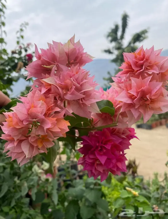 شتلات جهنميه ( منوعة ) 0