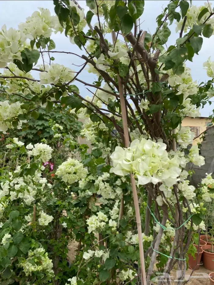 شتلات جهنميه ( منوعة ) 1