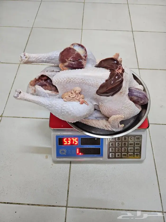 ديك رومي ذبح من 5 إلى 7 كيلو 0