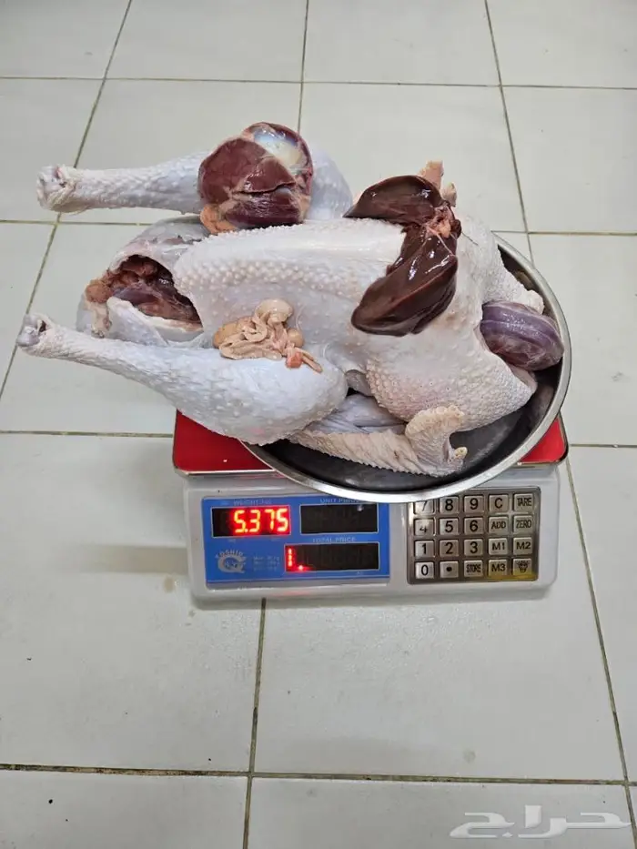 ديك رومي ذبح من 5 إلى 7 كيلو 3