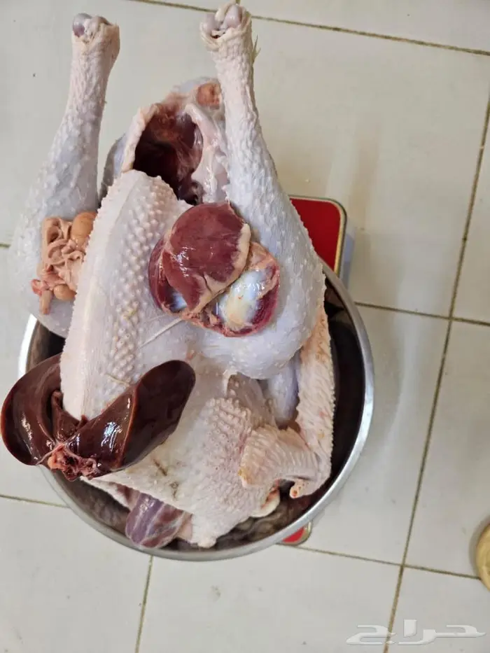 ديك رومي ذبح من 5 إلى 7 كيلو 5