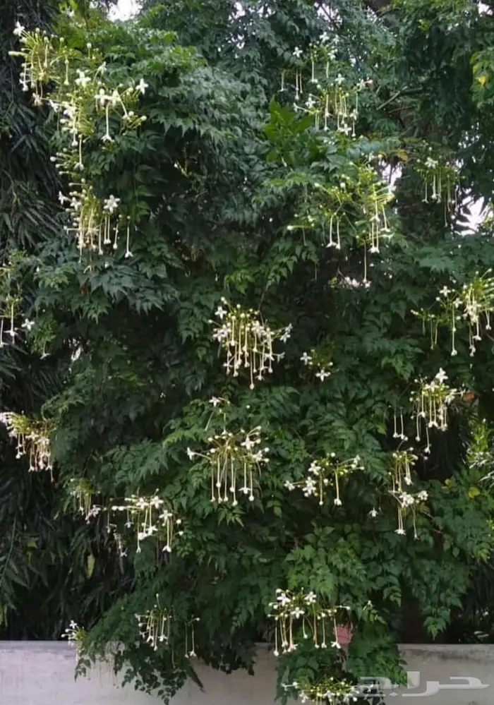 شتلات الملنجتونيا 1