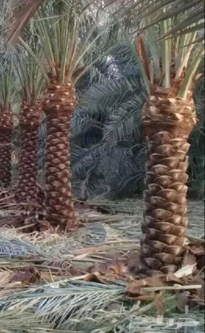 أفضل معلم تكريب وتنقيل وتشوق وتلقيح النخيل 1