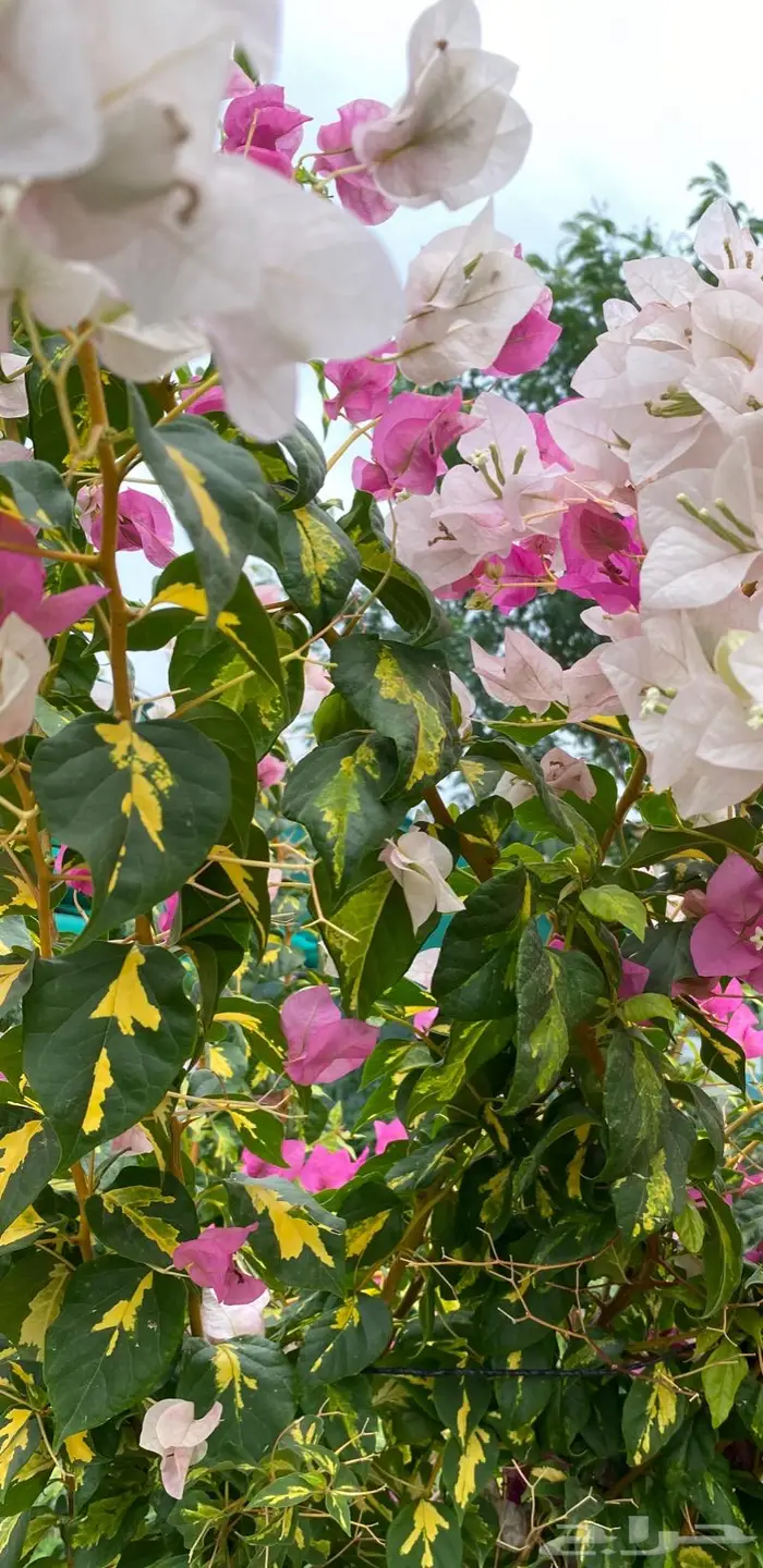 شتلات جهنميه ( منوعة ) 3