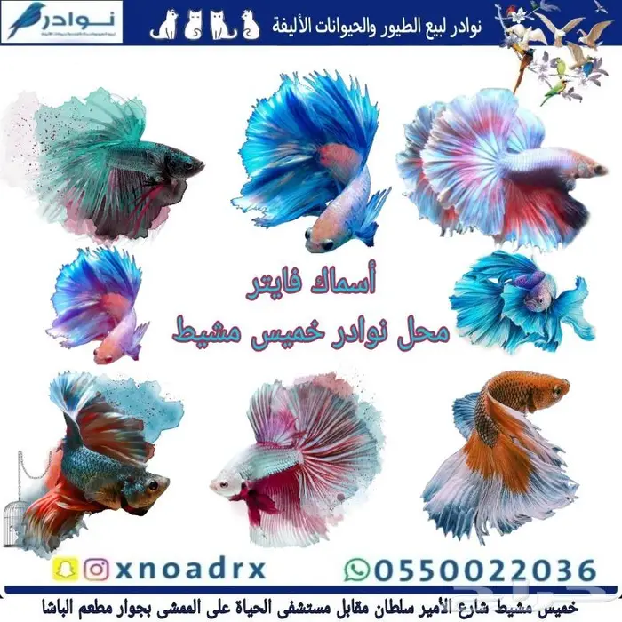 طيور زينة ومستلزماتها محل نوادر خميس مشيط 25